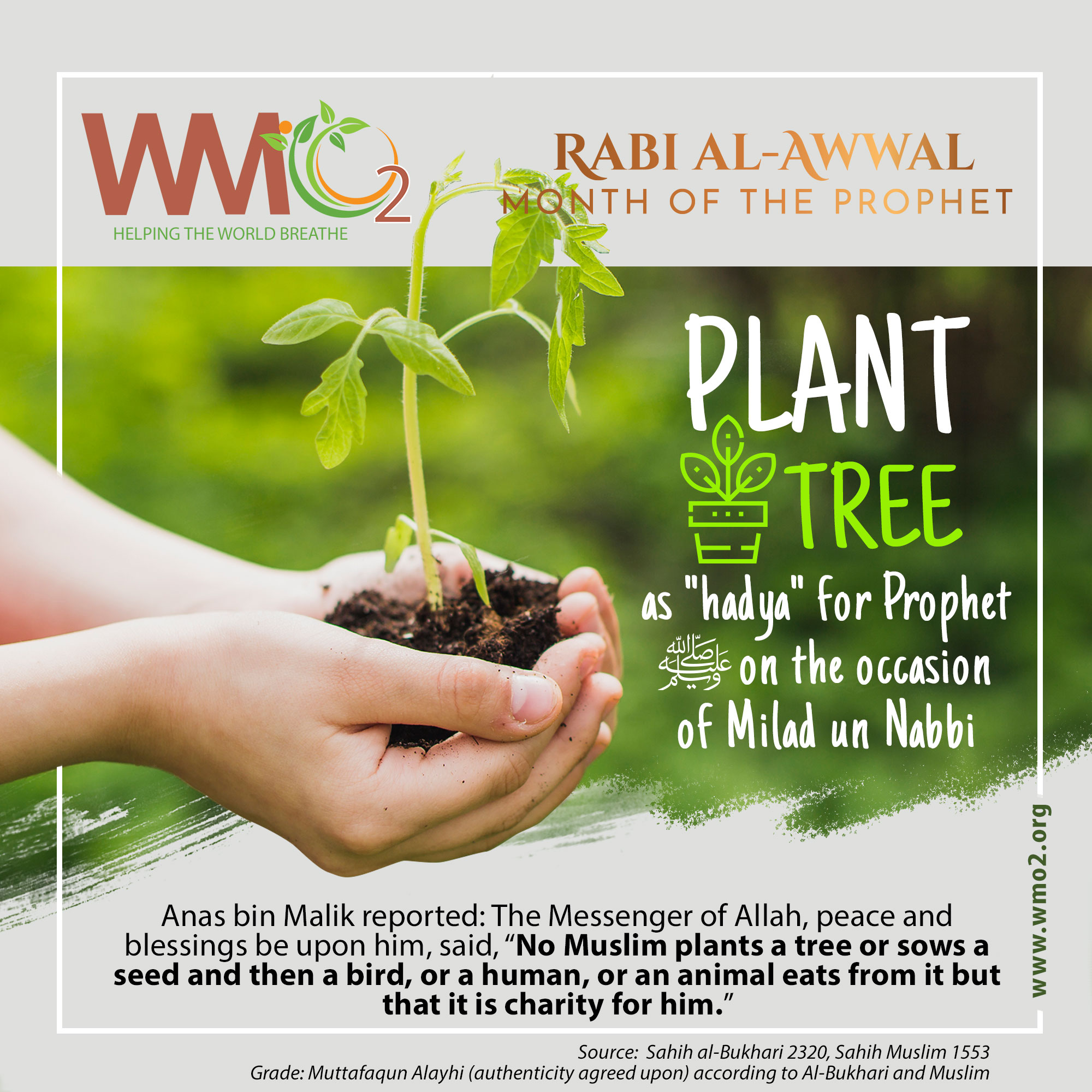 Little Saps | Give a gift that grows and help us plant more trees. | Memory  tree, Tree gift, Tree seedlings